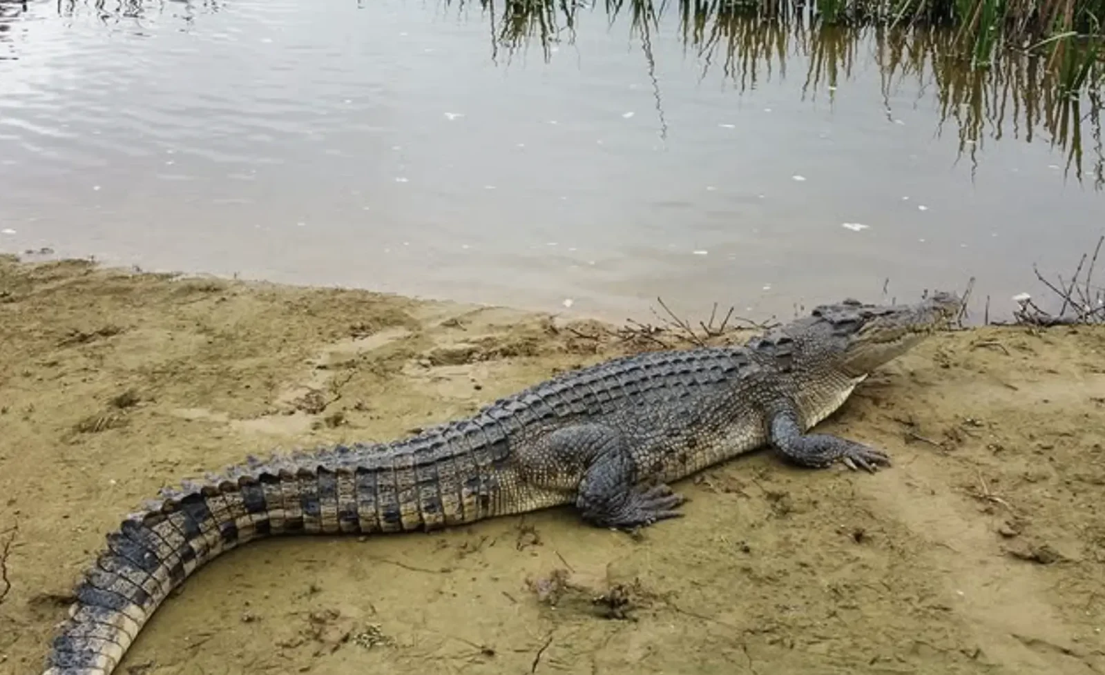 Average Lifespan of Crocodiles